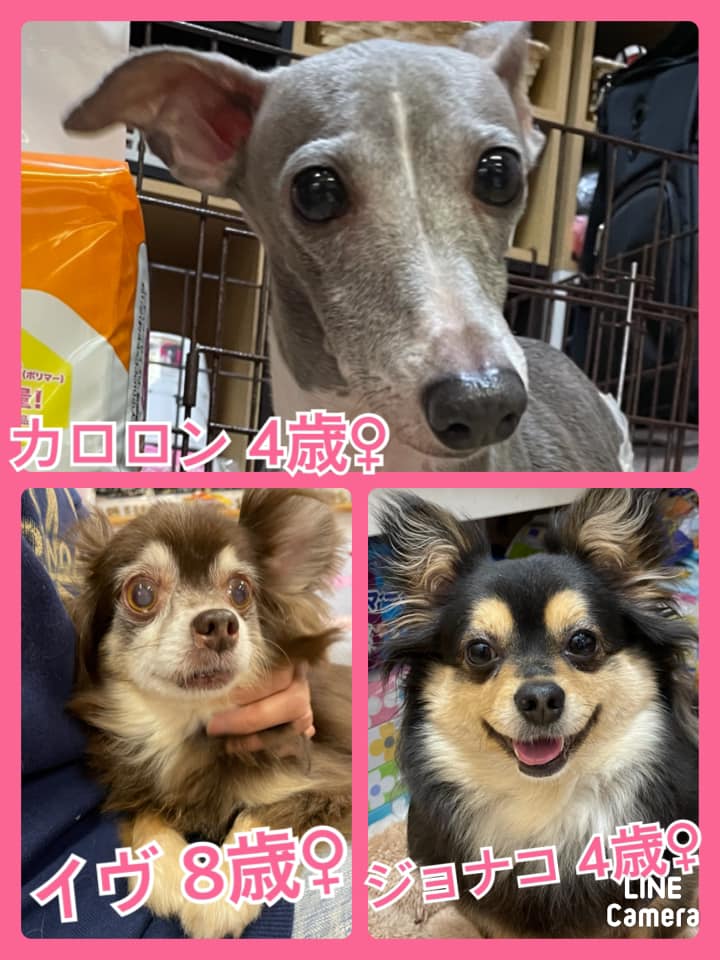 🐾今日の里親様募集中ワンコ🐶メンバーです🐾2021,4,27